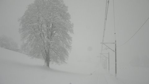 Baum in Huttwil/Gondiswil, Dezember 2008
